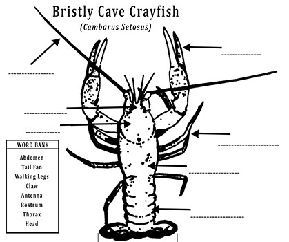 Crayfish Worksheet