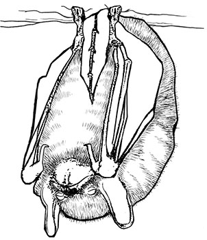 Bat Coloring Sheet